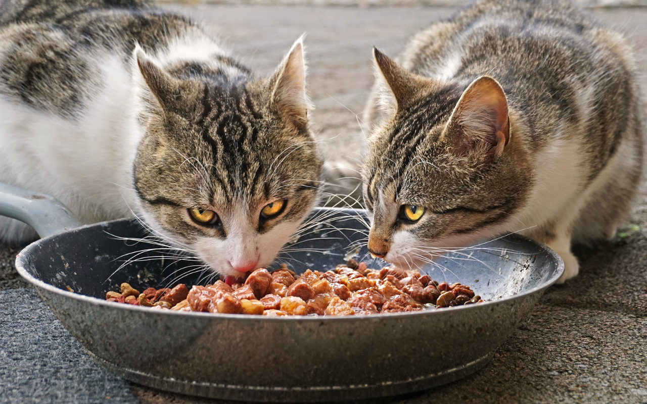 Essential Nutrients for a Healthy Cat Diet