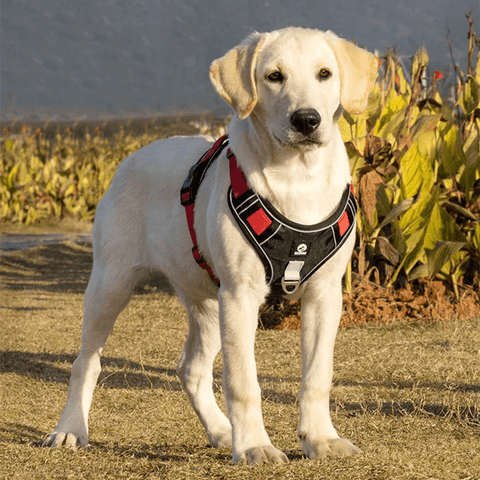 No-Pull Dog Harness with Handle –  Adjustable, Reflective & Secure Fit